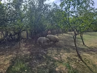 Bélier, Tsigai sheep — photo 3