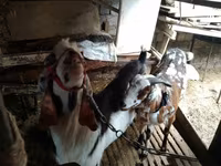 Koza, Beetal goats — fotografija 5