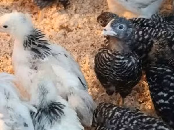 Chickens
