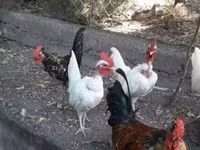 Chickens — foto 2