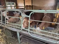 सांड, लिमोज़िन गाय — फ़ोटो 5