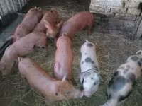 Cerdos (lote, sexo no especificado), Cerdos — foto 6