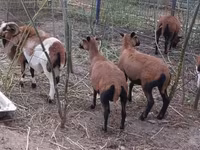 Baran, Cameroon sheep — zdjęcie 1