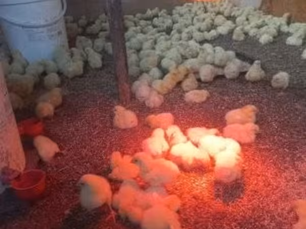 Chickens — Macarıstan