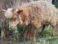 Qoç, Racka sheep — foto 3