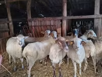 Schaf, Ile-de-France sheep — Foto 8