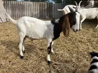 Kozioł, Saanen goat — zdjęcie 7