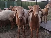 Ovan, Rhon sheep — fotografija 7