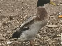 Geese — zdjęcie 5