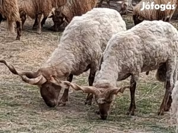 Widder, Racka sheep
