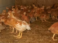 Chickens — foto 2