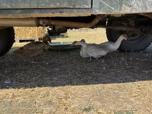 Ducks