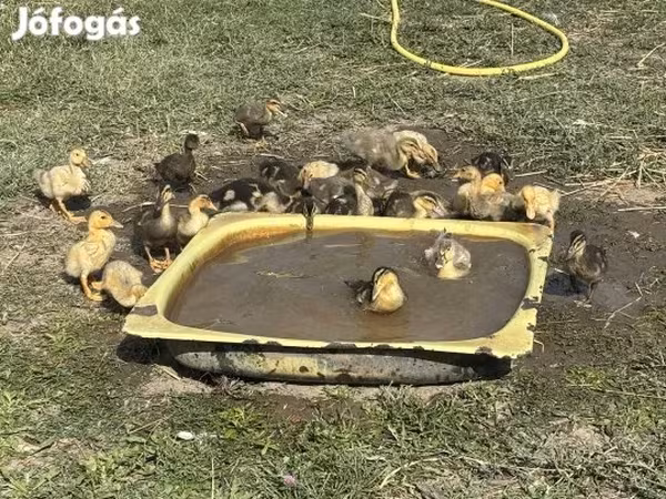 Ducks