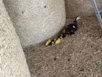 Ducks — الصورة 7