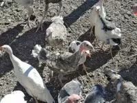Turkeys — fotografija 1