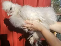 Silkie — zdjęcie 1