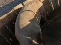 公猪, Pigs — 照片 2