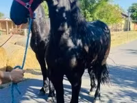 Cavalo, Friesian — foto 2