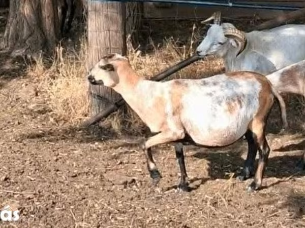 نعجة, Cameroon sheep