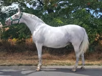 Mare, Lipizzaner — photo 1