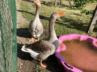 Geese — Foto 1