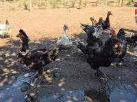 Ducks — Foto 3