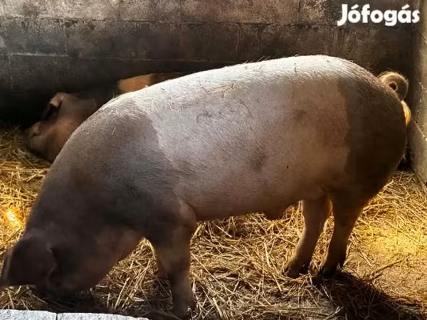 नर सूअर, सूअर