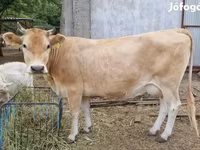 Kuh, Limousin-Kuh — Foto 5