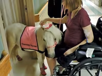 Kobila, Miniature horse — fotografija 1