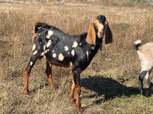 Billy Goat, Nubian Goat
