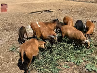 雄羊, Cameroon sheep — 写真 3