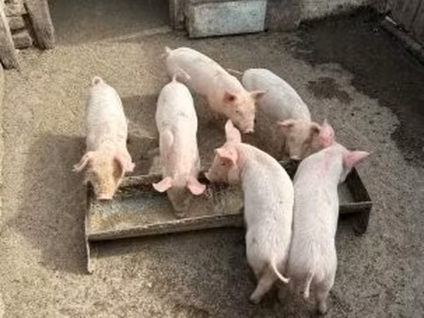 雌豚, 豚 — ハンガリー