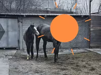 Kobila, Orlov Trotter — fotografija 6