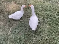 Geese — zdjęcie 4