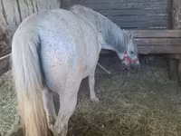 公马, Horses — 照片 1