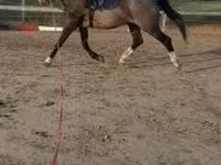 Koń, Dutch warmblood horse — zdjęcie 2