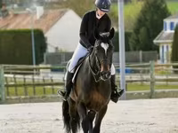 公马, Belgian warmblood horse — 照片 5
