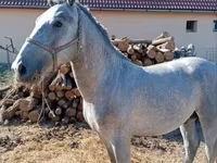 Pastuv, Lipizzaner — fotografija 4