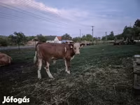Bik, Simmental cattle — fotografija 3