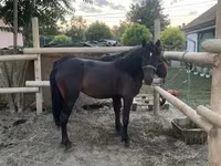 Caballo, Caballos — foto 5