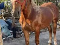 Horse (M), Horses — photo 1