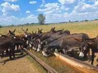 Caballo, Caballos — foto 1