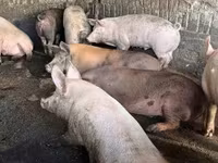猪（批次，未指定性别）, Pigs — 照片 1