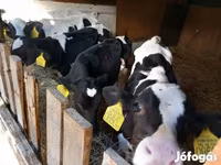Bik, Russian Black pied cattle — fotografija 2