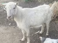 Jarac, Russian White goat — fotografija 3