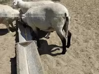 Qoʻchqor, Tsigai sheep — 3-rasm