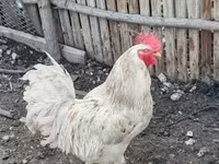Chickens — fotografija 3