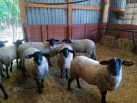 भेड़, White Suffolk sheep — फ़ोटो 4