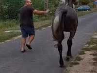 Cheval, Lipizzaner — photo 5