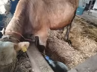 ثور, Simmental cattle — الصورة 1